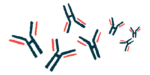 An illustration shows antibodies.