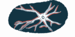 An illustration shows a neuron.