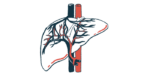 An illustration of the human liver shows the branching bile ducts that carry the digestive fluid.